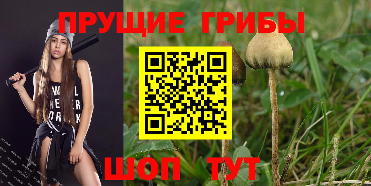 Псилоцибиновые грибы Psilocybe Красноуфимск